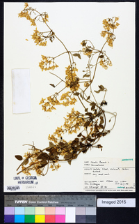 Clematis flammula image