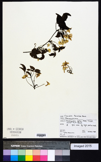 Clematis forsteri image