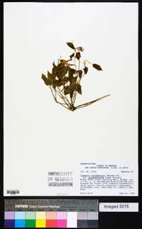 Clematis occidentalis image