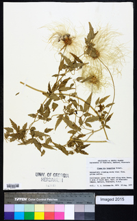 Clematis tangutica image