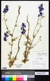 Delphinium ajacis image