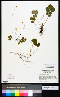 Coptis trifolia image