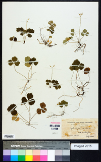 Coptis trifolia image