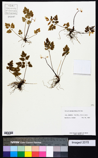 Coptis aspleniifolia image