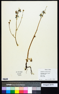 Delphinium parishii subsp. parishii image