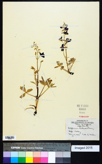 Delphinium andersonii image