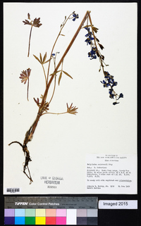 Delphinium andersonii image