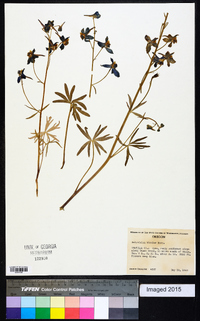 Delphinium bicolor image