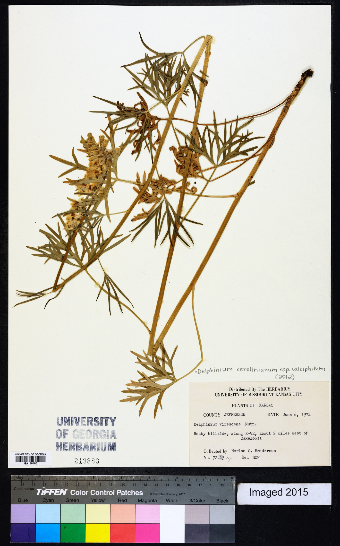 Delphinium carolinianum subsp. calciphilum image