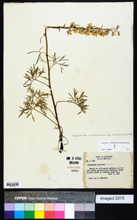 Delphinium carolinianum subsp. calciphilum image