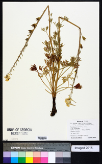 Delphinium carolinianum subsp. virescens image