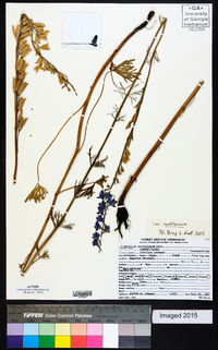 Delphinium carolinianum subsp. carolinianum image