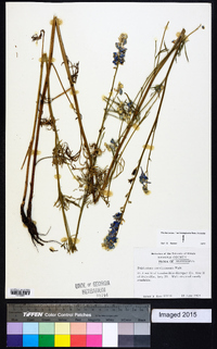 Delphinium carolinianum image