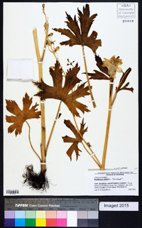 Delphinium elatum image