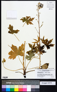 Delphinium elatum image