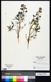 Delphinium nuttallianum image