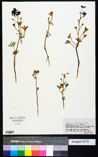 Delphinium nuttallianum image