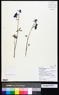 Delphinium nuttallianum var. nuttallianum image