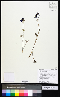 Delphinium nuttallianum image