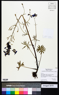 Delphinium nuttallianum image