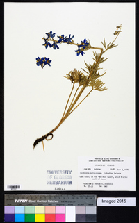 Delphinium nuttallianum image