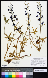 Delphinium patens image