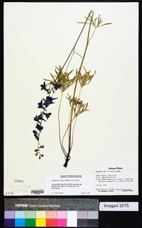 Delphinium treleasei image