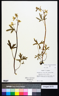 Delphinium tricorne image