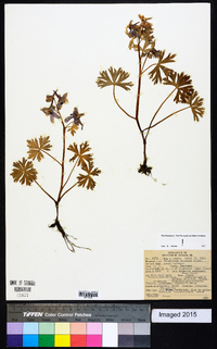 Delphinium tricorne image