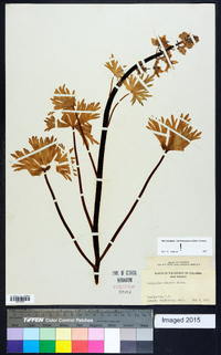 Delphinium tricorne image