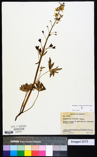 Delphinium tricorne image