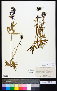 Delphinium tricorne image