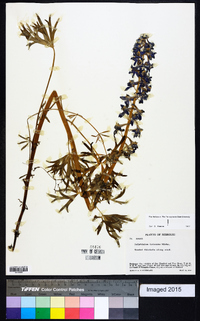 Delphinium tricorne image