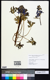 Delphinium tricorne image