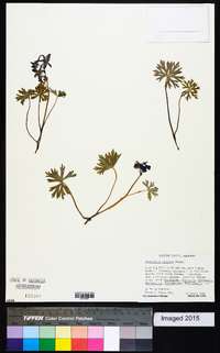 Delphinium tricorne image