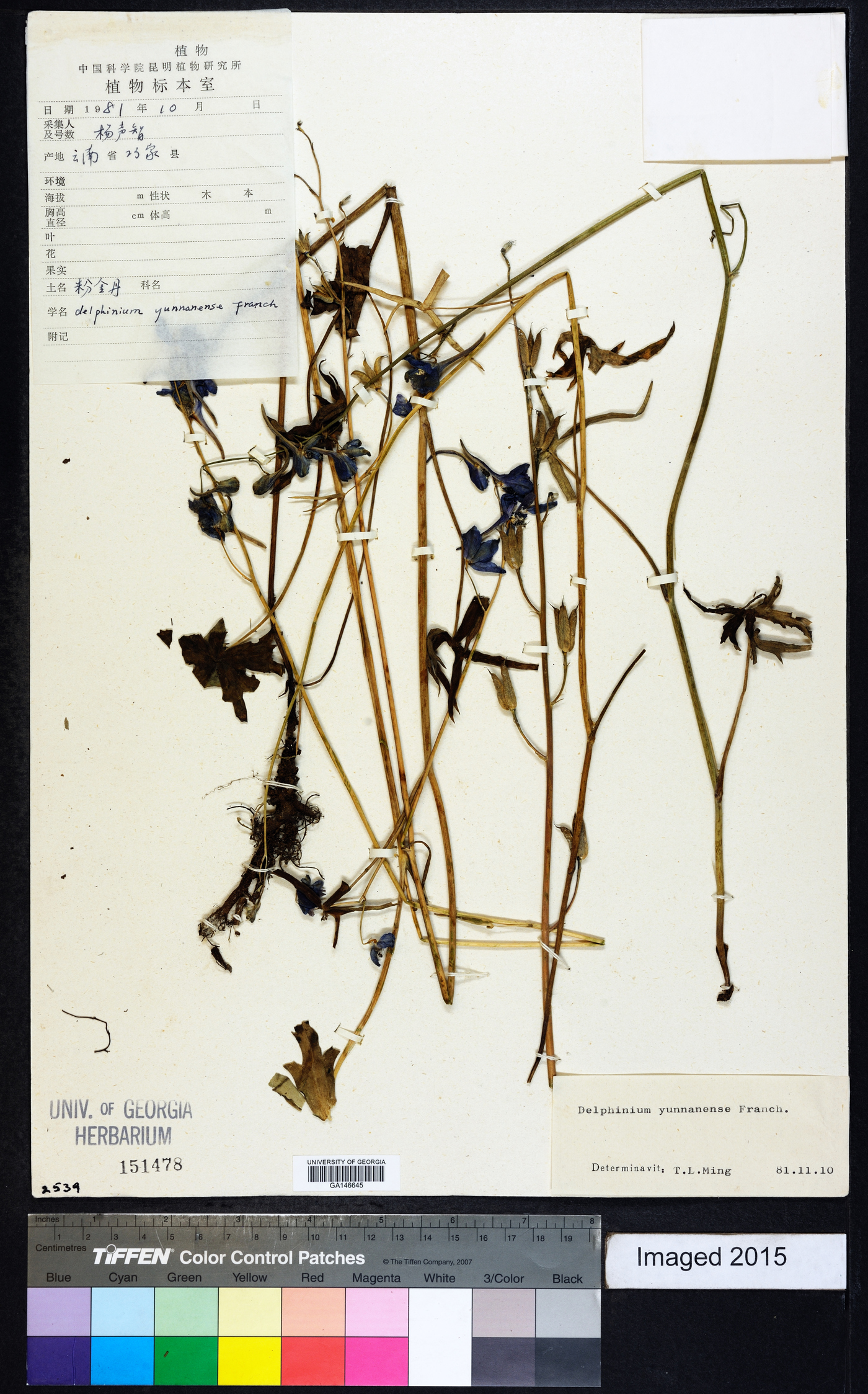 Delphinium yunnanense image