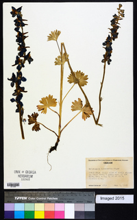 Delphinium depauperatum image