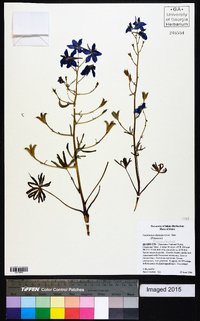 Delphinium depauperatum image