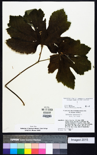 Hydrastis canadensis image