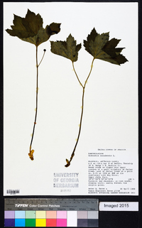 Hydrastis canadensis image