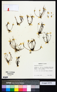 Myosurus minimus image