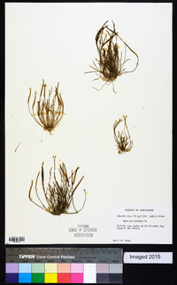 Myosurus minimus image