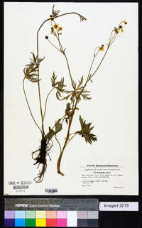 Ranunculus acris image