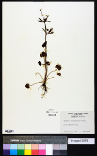 Ranunculus allegheniensis image