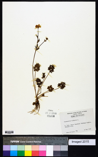 Ranunculus bulbosus image