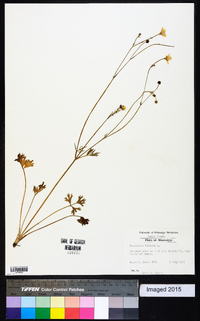 Ranunculus bulbosus image