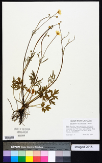 Ranunculus californicus image