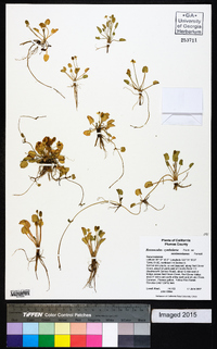 Ranunculus cymbalaria image