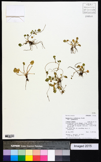 Ranunculus cymbalaria var. cymbalaria image