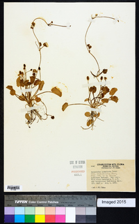 Ranunculus cymbalaria image